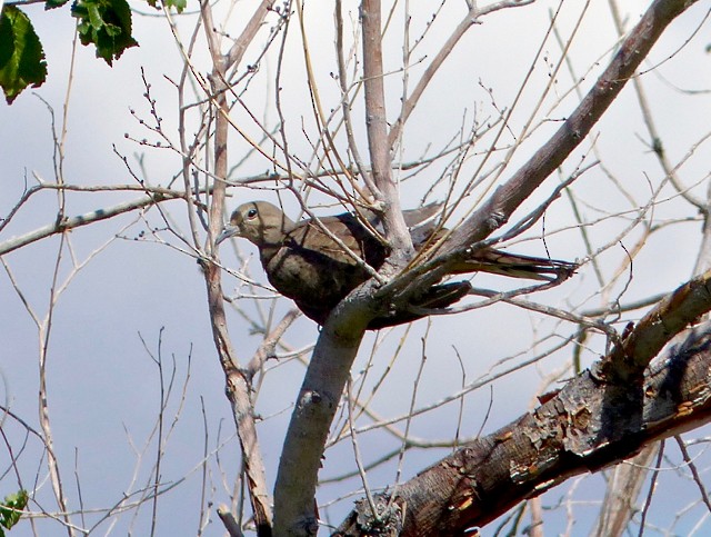 Mourning Dove - ML116392031