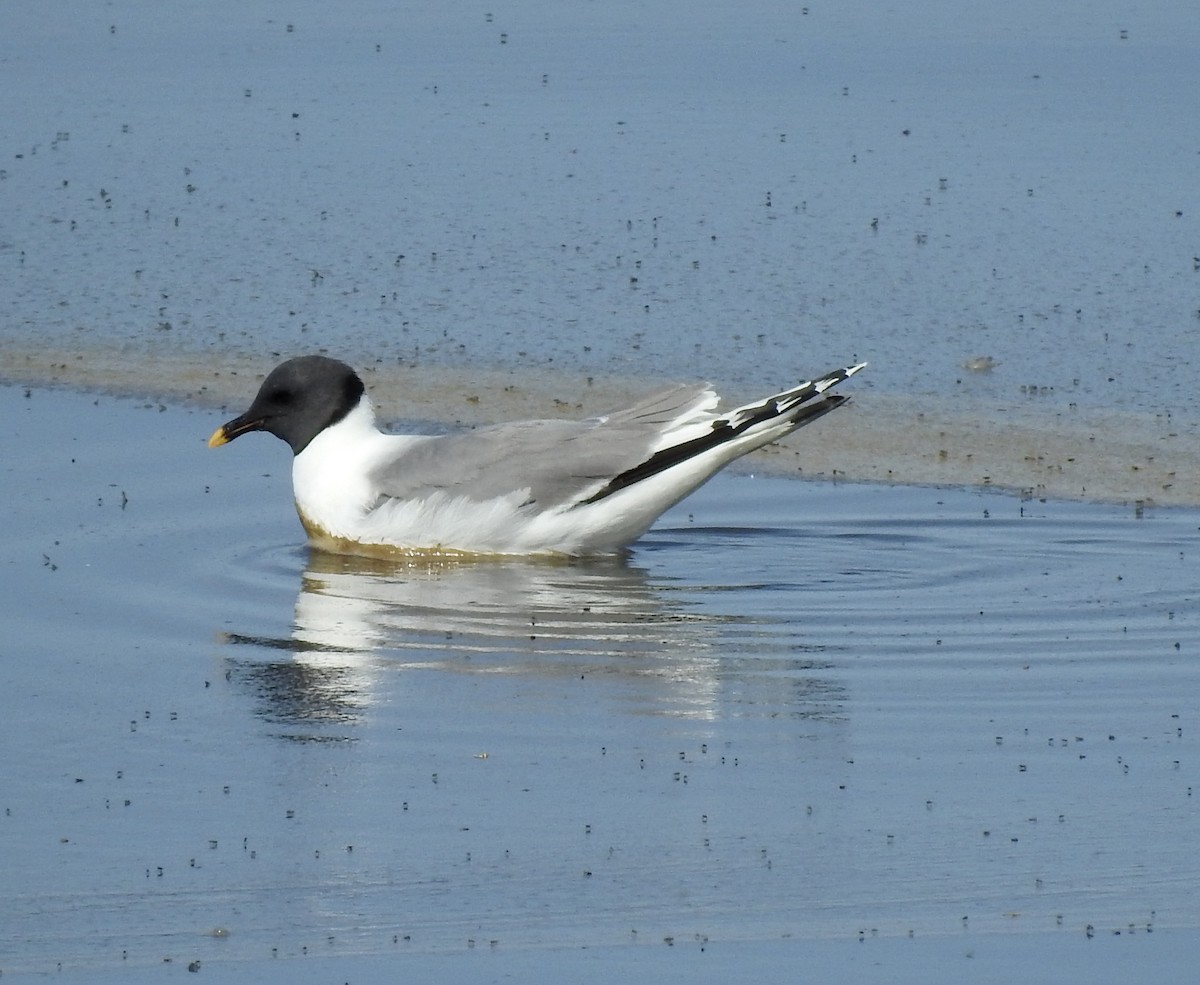 Sabine's Gull - Lauri Taylor