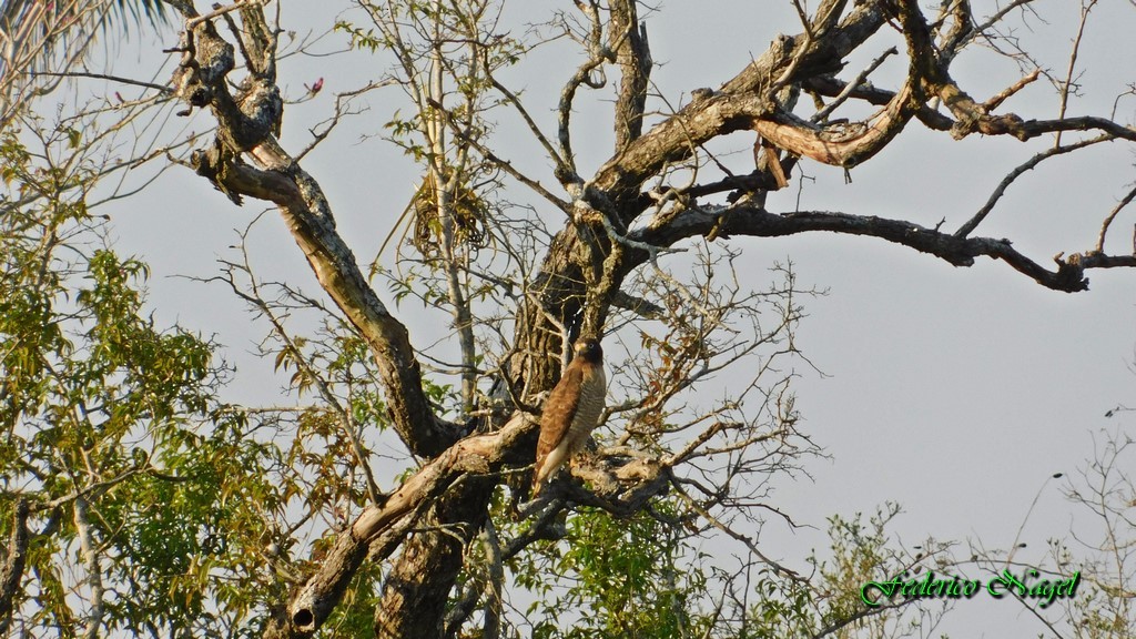 Roadside Hawk - ML116392431