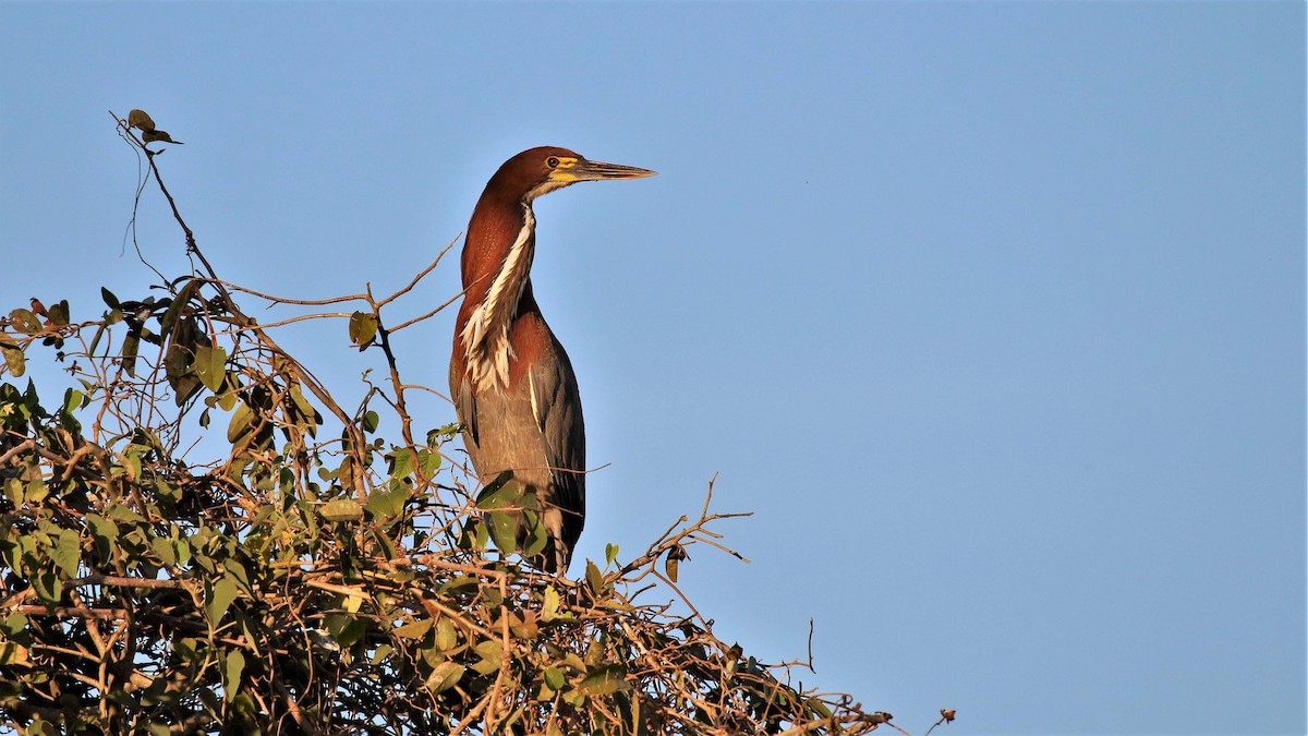 Rufescent Tiger-Heron - Jose Luis Blázquez