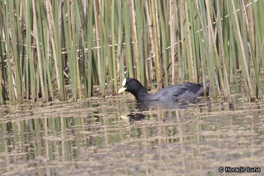 Red-gartered Coot - ML116394471