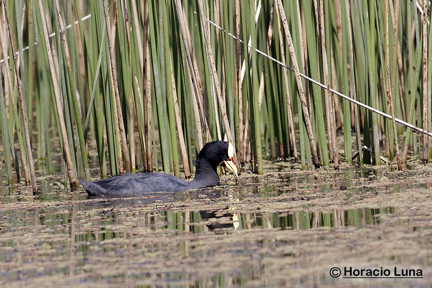 Red-gartered Coot - ML116394561