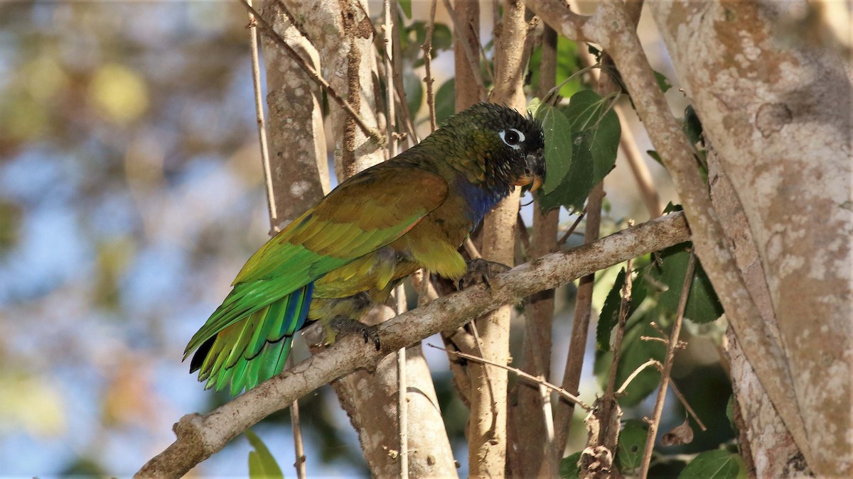 Scaly-headed Parrot - Jose Luis Blázquez