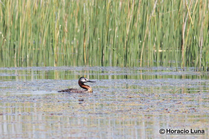 Great Grebe - ML116394601