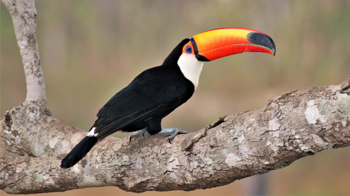 Toco Toucan - ML116395231