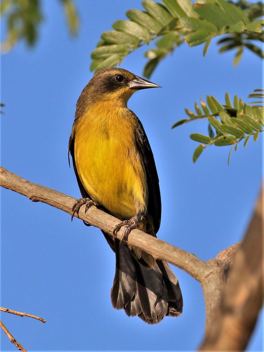 Unicolored Blackbird - ML116395341