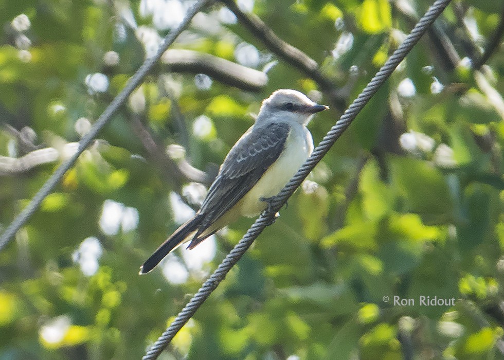 Western Kingbird - ML116395761