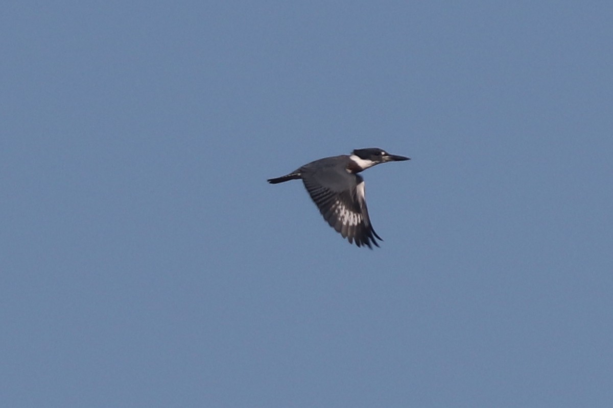 Belted Kingfisher - Daniel Kaplan