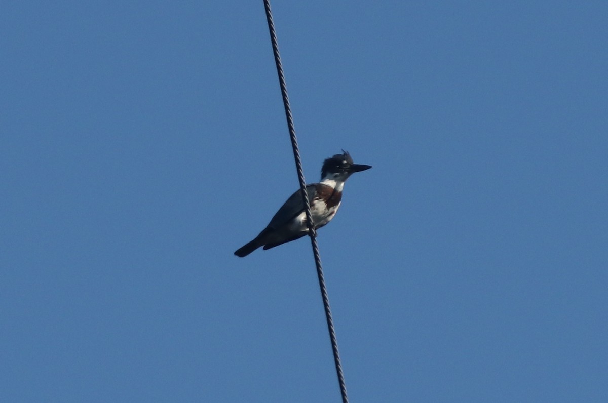 Belted Kingfisher - Daniel Kaplan