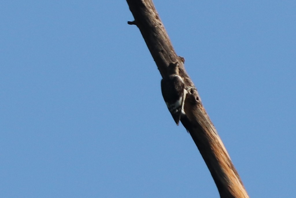Red-headed Woodpecker - ML116395911