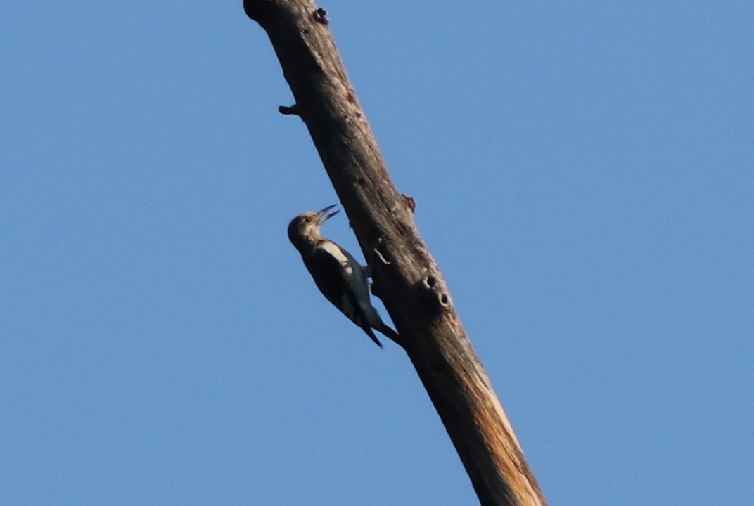 Red-headed Woodpecker - ML116395921