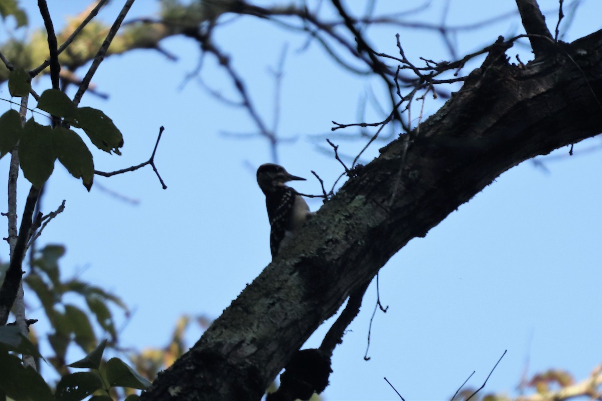 Hairy Woodpecker - ML116396001