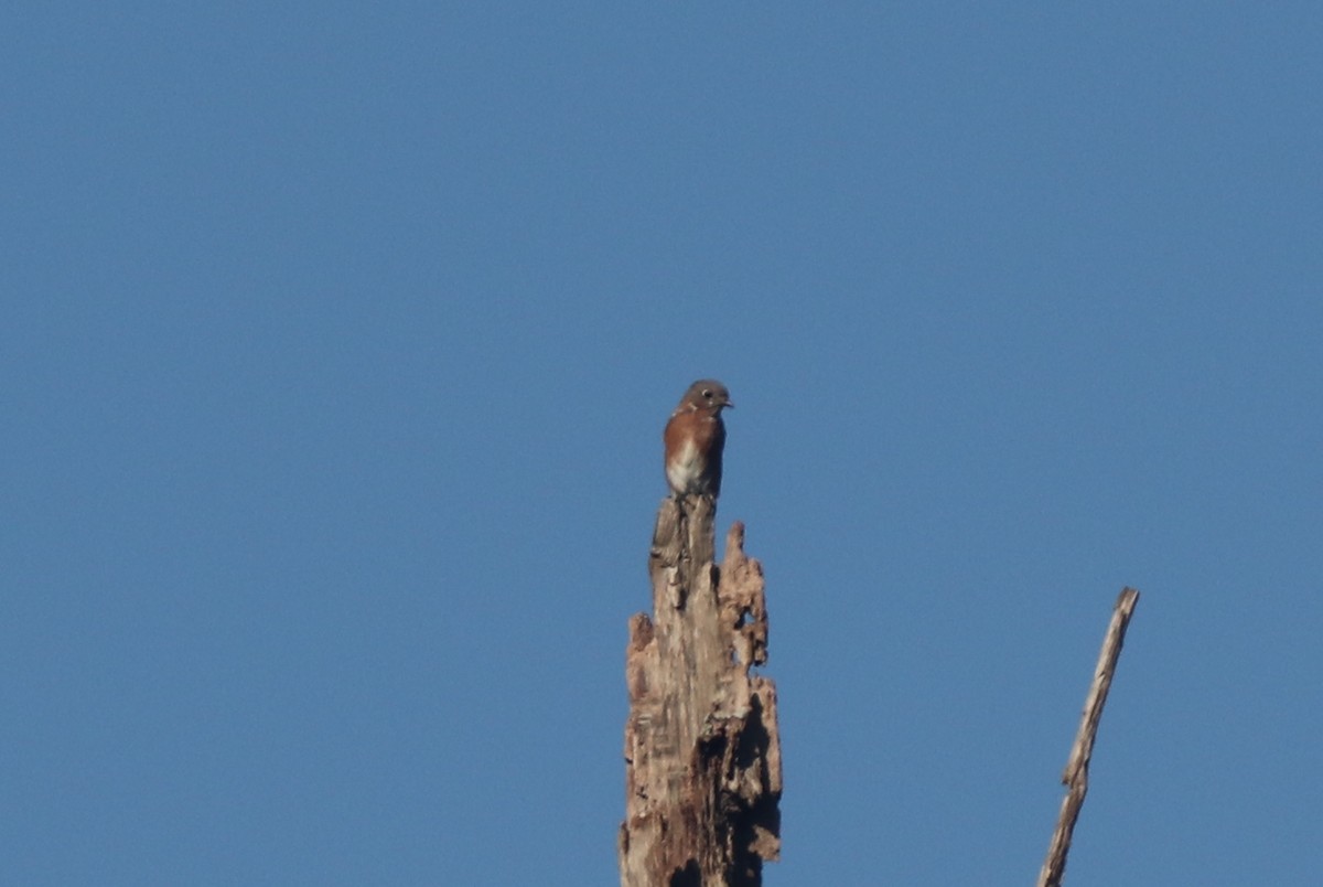 Eastern Bluebird - ML116396141