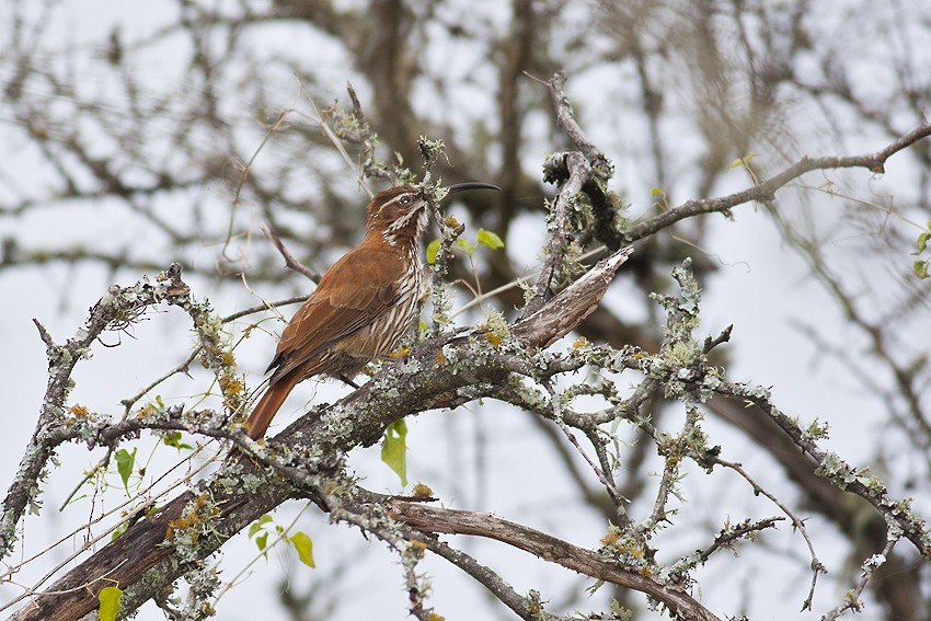 Scimitar-billed Woodcreeper - ML116396381