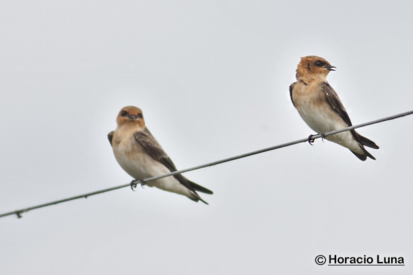 Tawny-headed Swallow - Horacio Luna