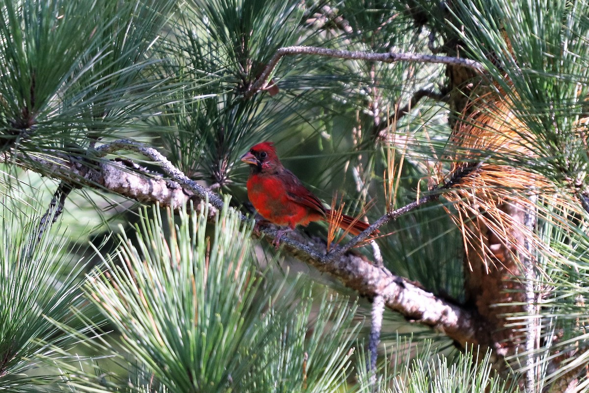 Northern Cardinal - ML116396841