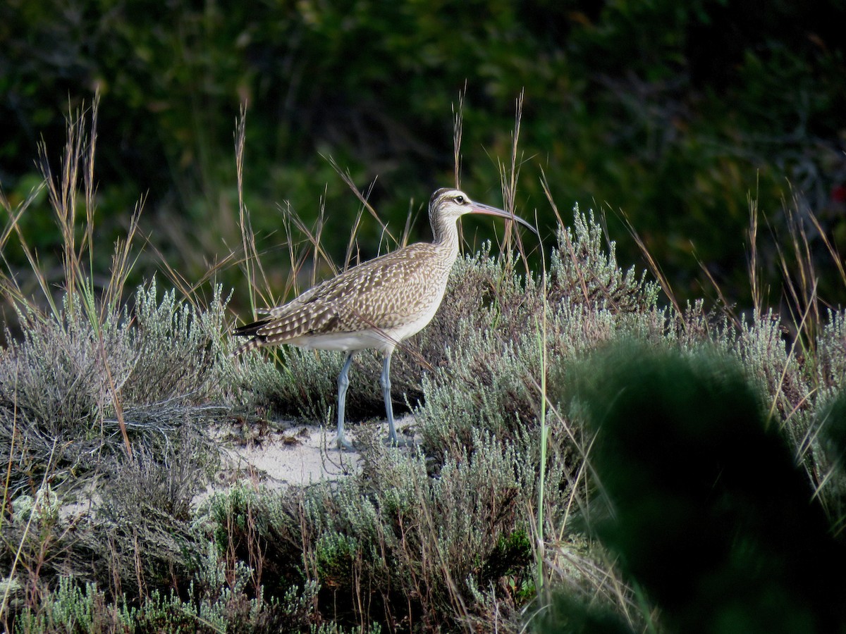 Whimbrel - ML116397621