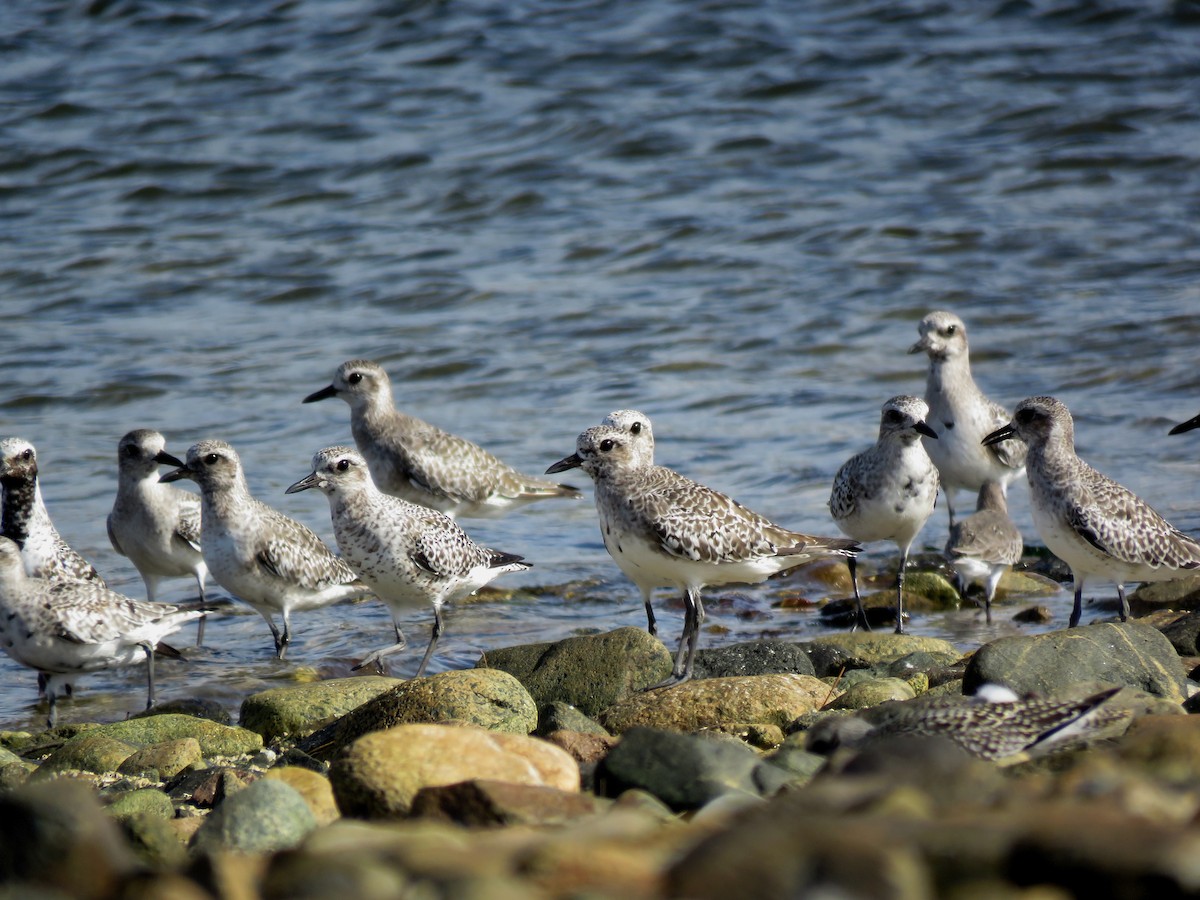 Black-bellied Plover - ML116397651