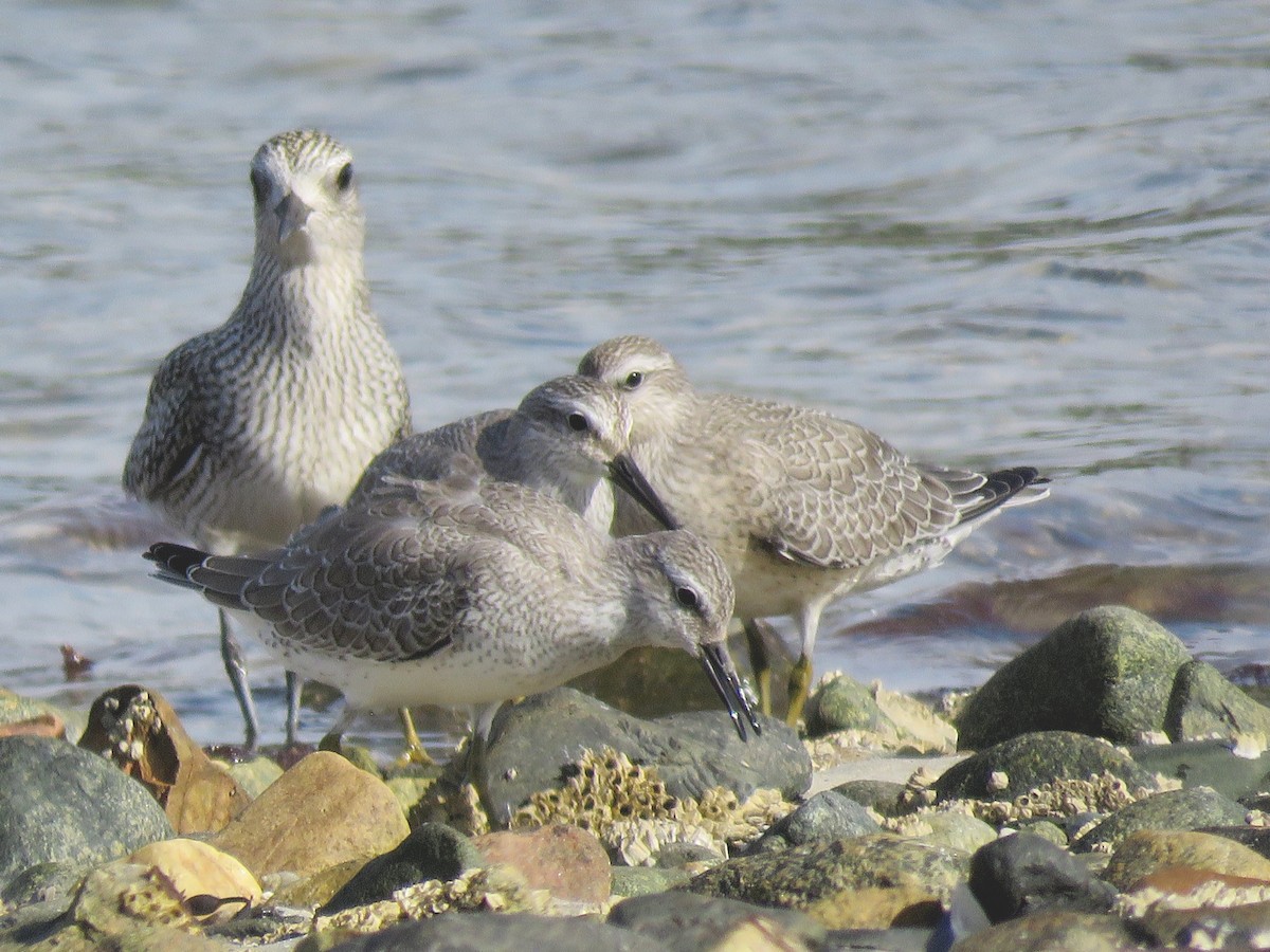 Red Knot - ML116397701