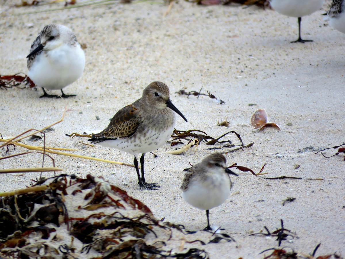 Dunlin - ML116397731