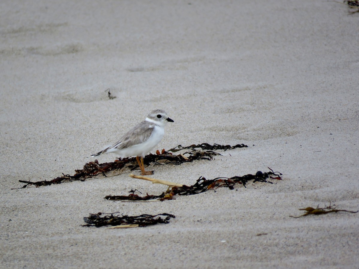 Piping Plover - ML116397821