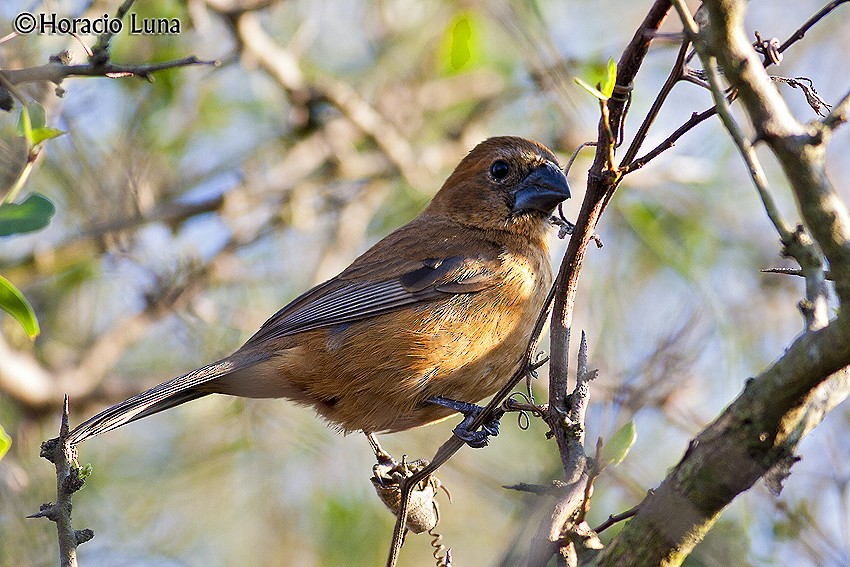 Ultramarine Grosbeak - ML116398441