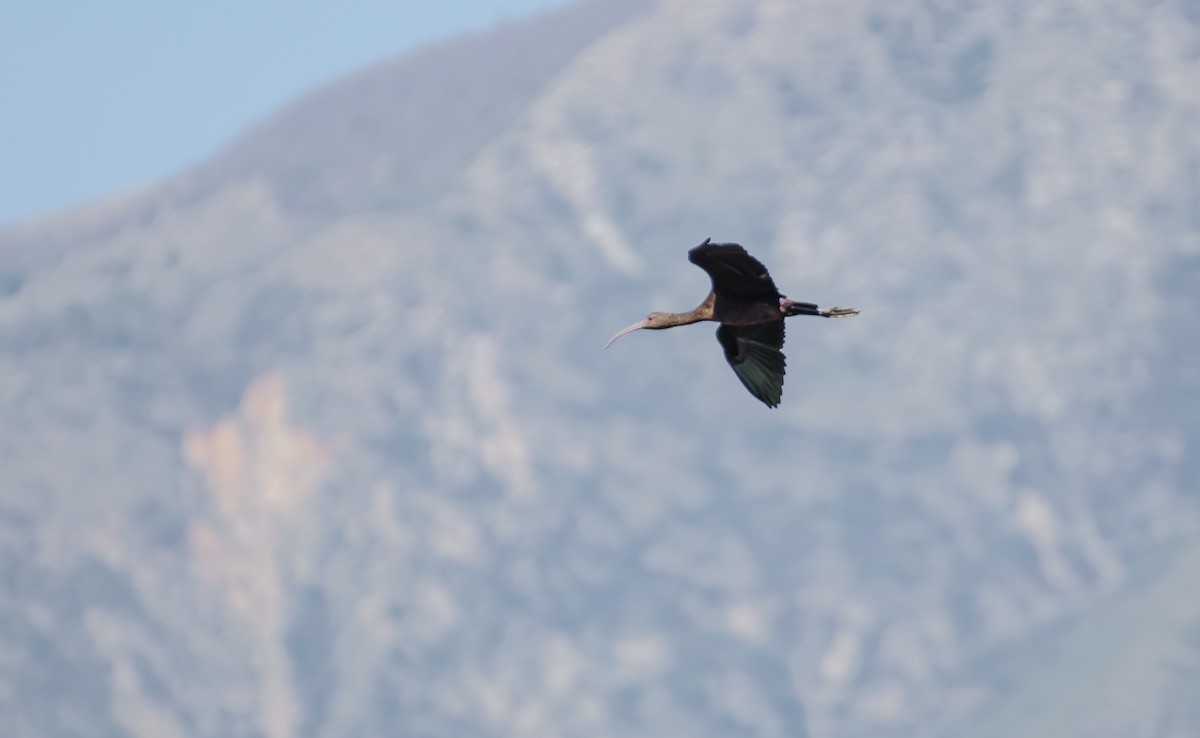 White-faced Ibis - ML116398911