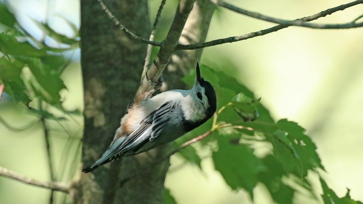 White-breasted Nuthatch - ML116399891