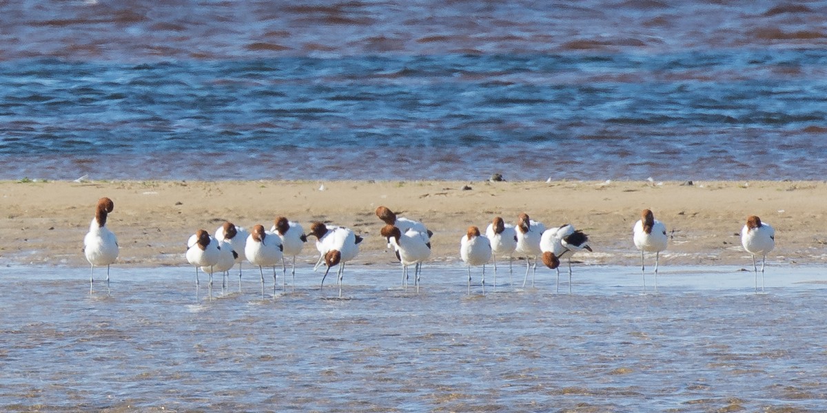 Red-necked Avocet - ML116400351