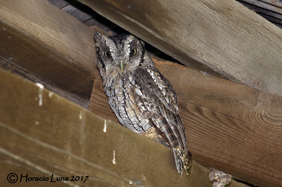 Tropical Screech-Owl - ML116402951