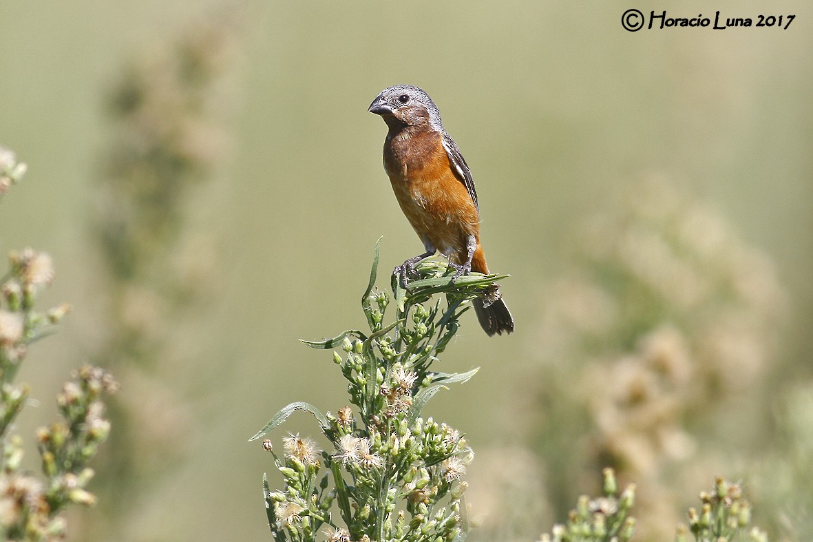 Dark-throated Seedeater - Horacio Luna