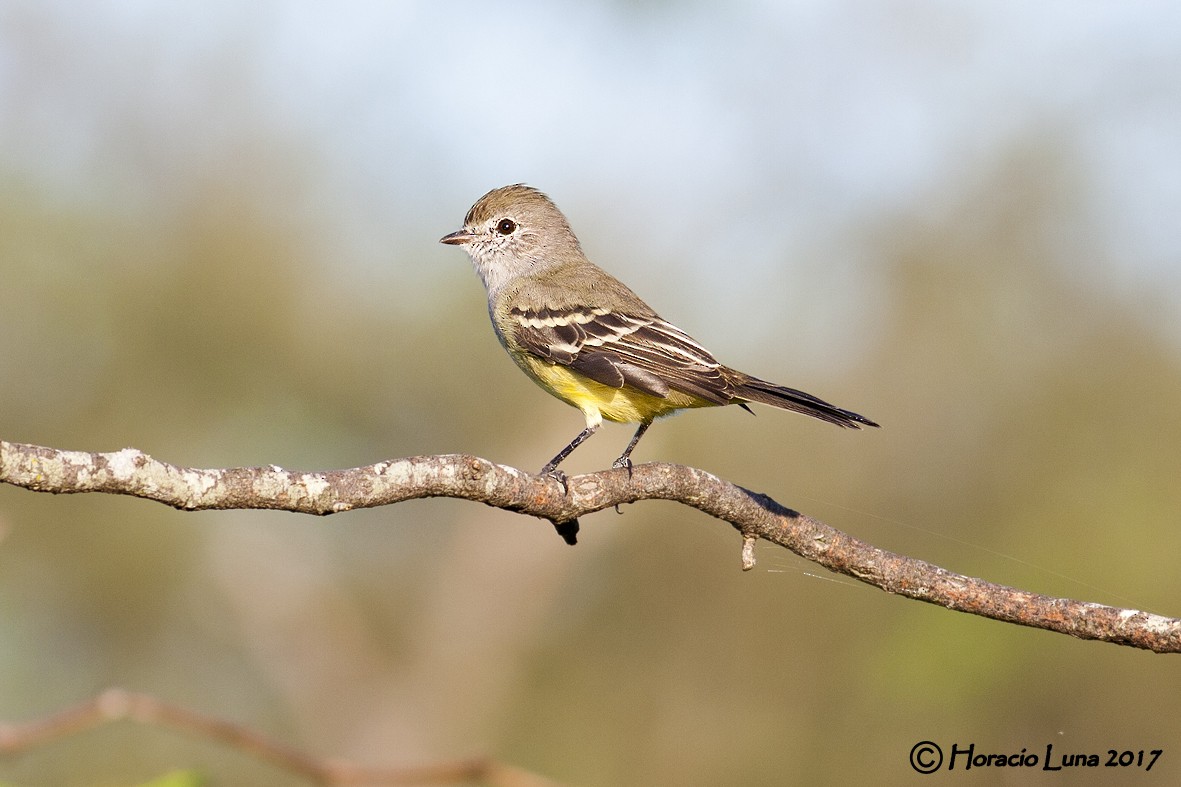 Southern Scrub-Flycatcher - ML116403291