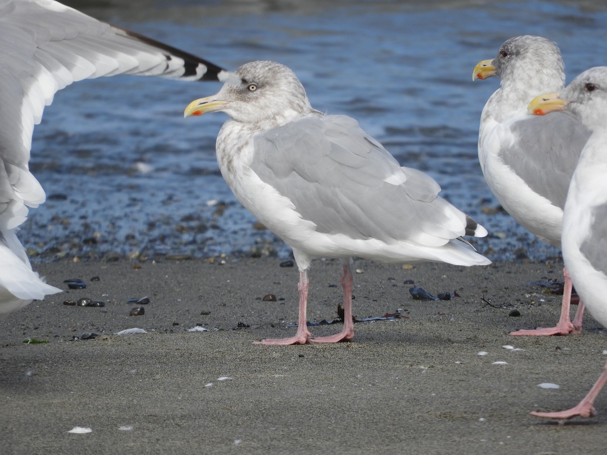 Gaviota Argéntea - ML116403361