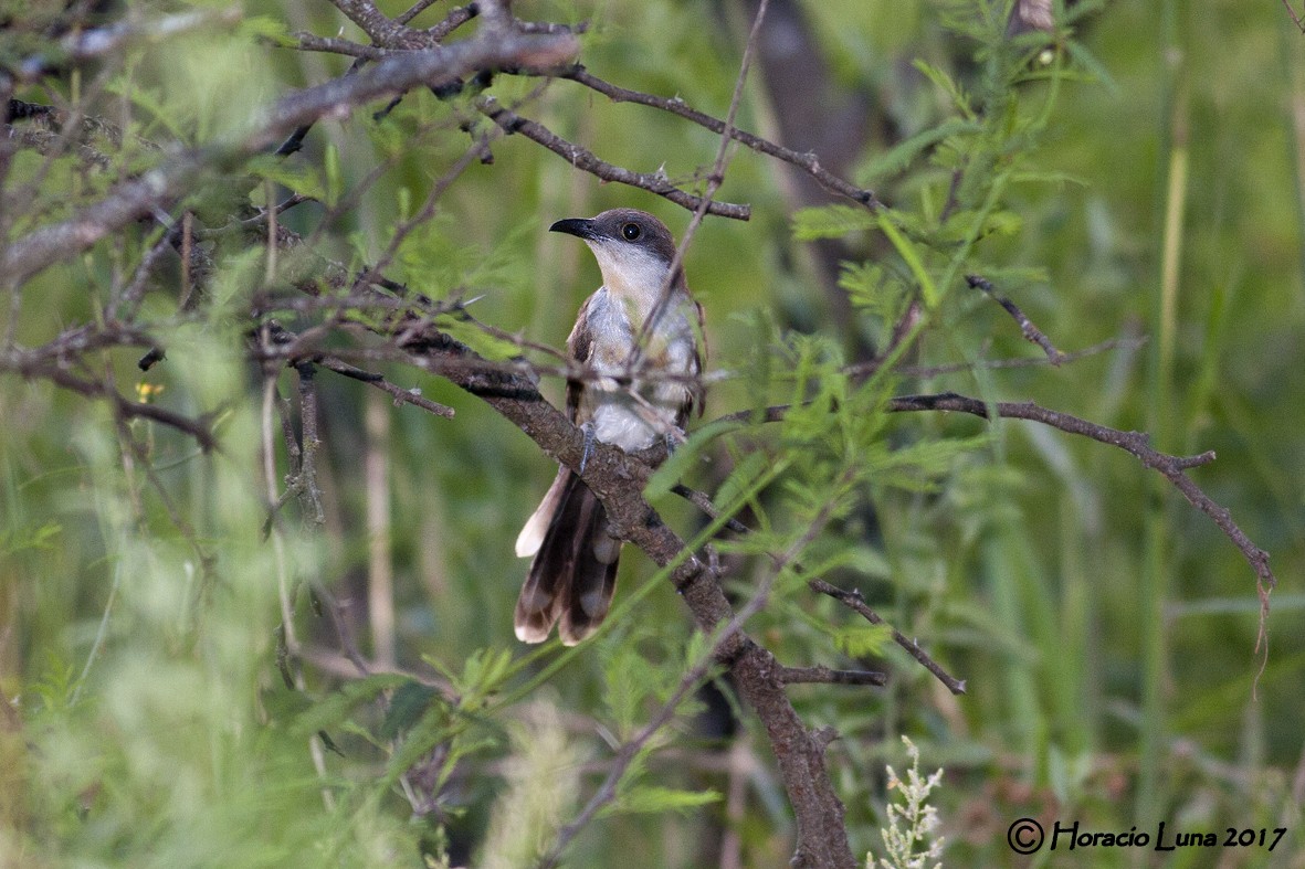 Dark-billed Cuckoo - ML116403401