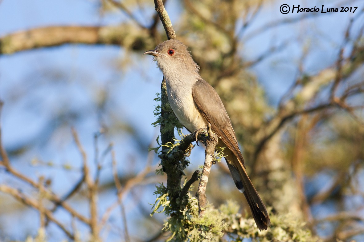 Ash-colored Cuckoo - ML116403461