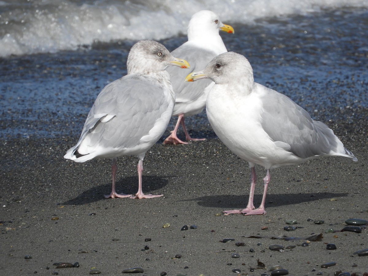 Gaviota Argéntea - ML116403491