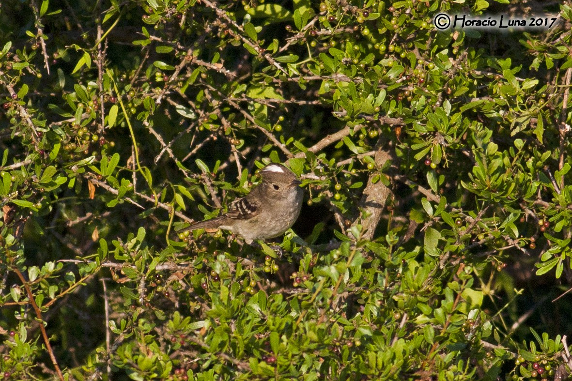 White-crested Elaenia - ML116403591