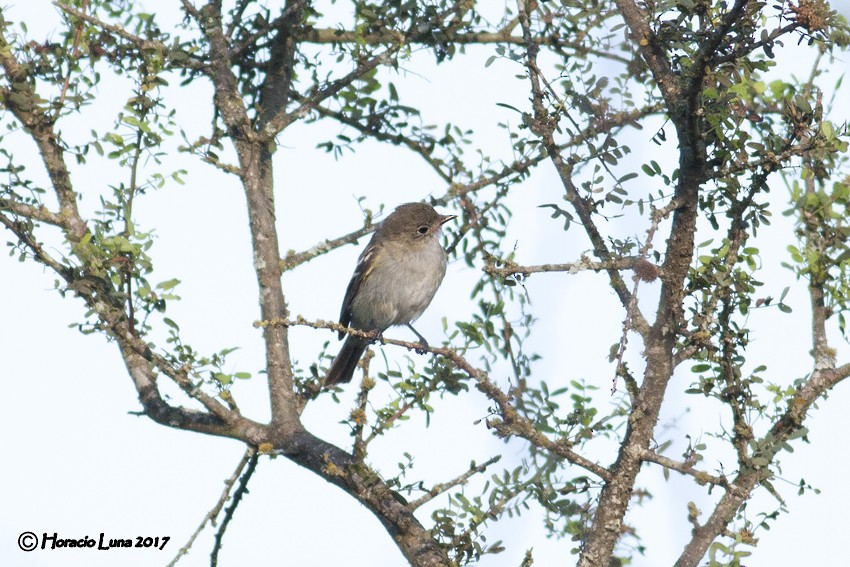 Small-billed Elaenia - ML116403681