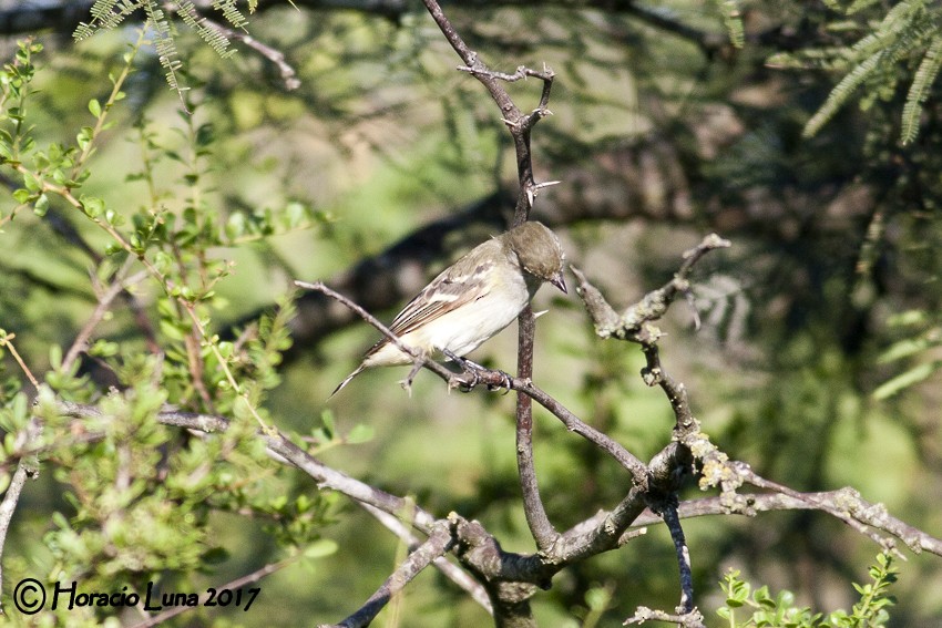 Small-billed Elaenia - ML116403711