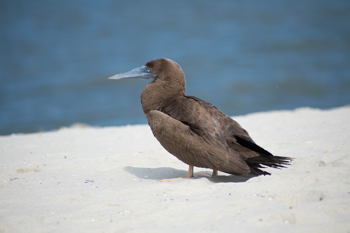 Brown Booby (Atlantic) - Jerald Reb