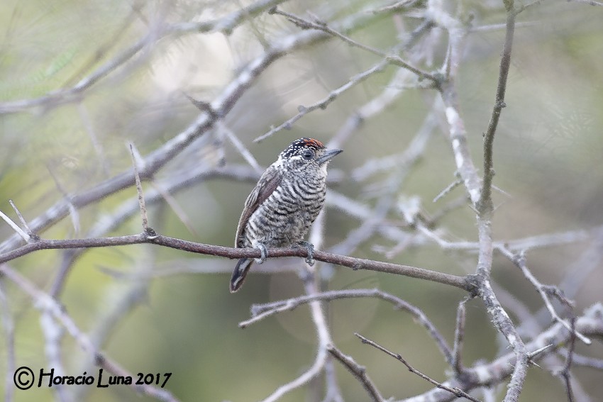 Carpinterito Variable - ML116404111