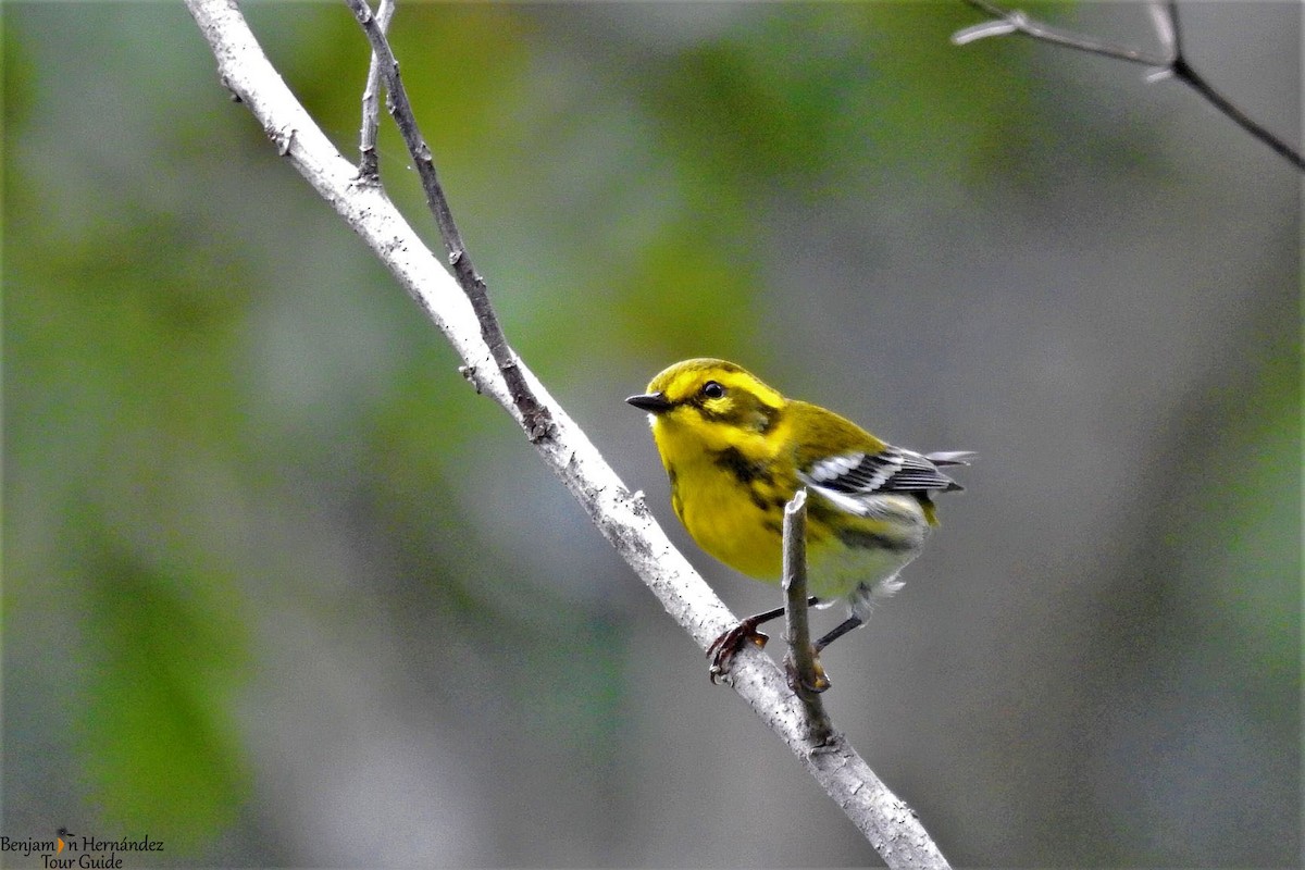 Townsend's Warbler - ML116404491