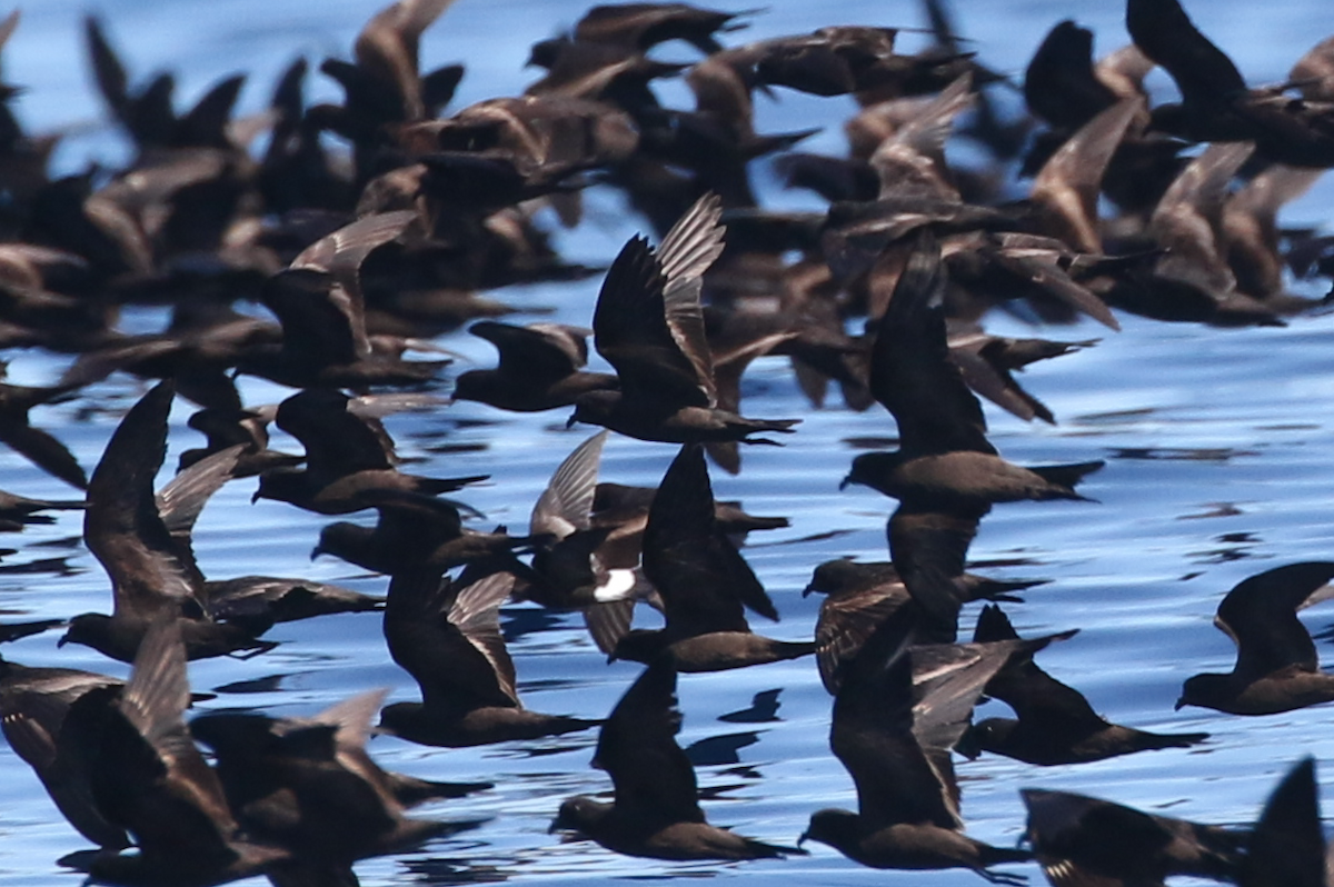 Black Storm-Petrel - ML116406101