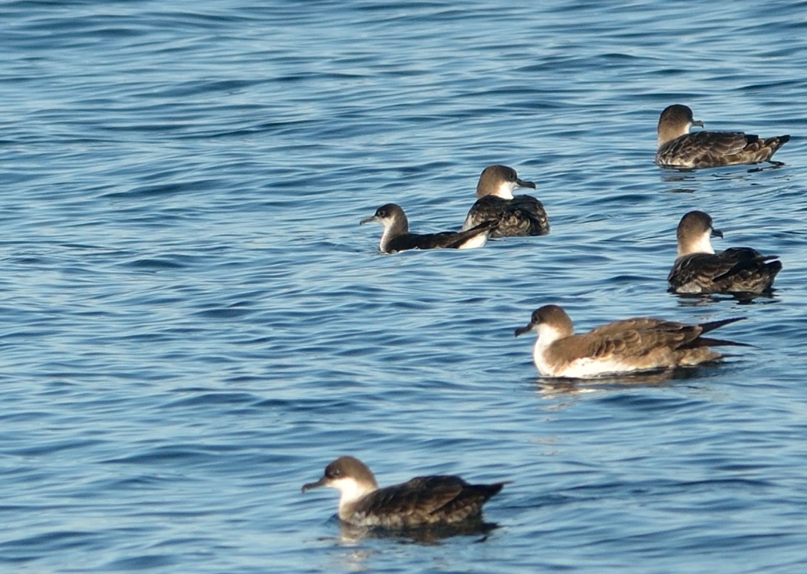 Manx Shearwater - ML116406651