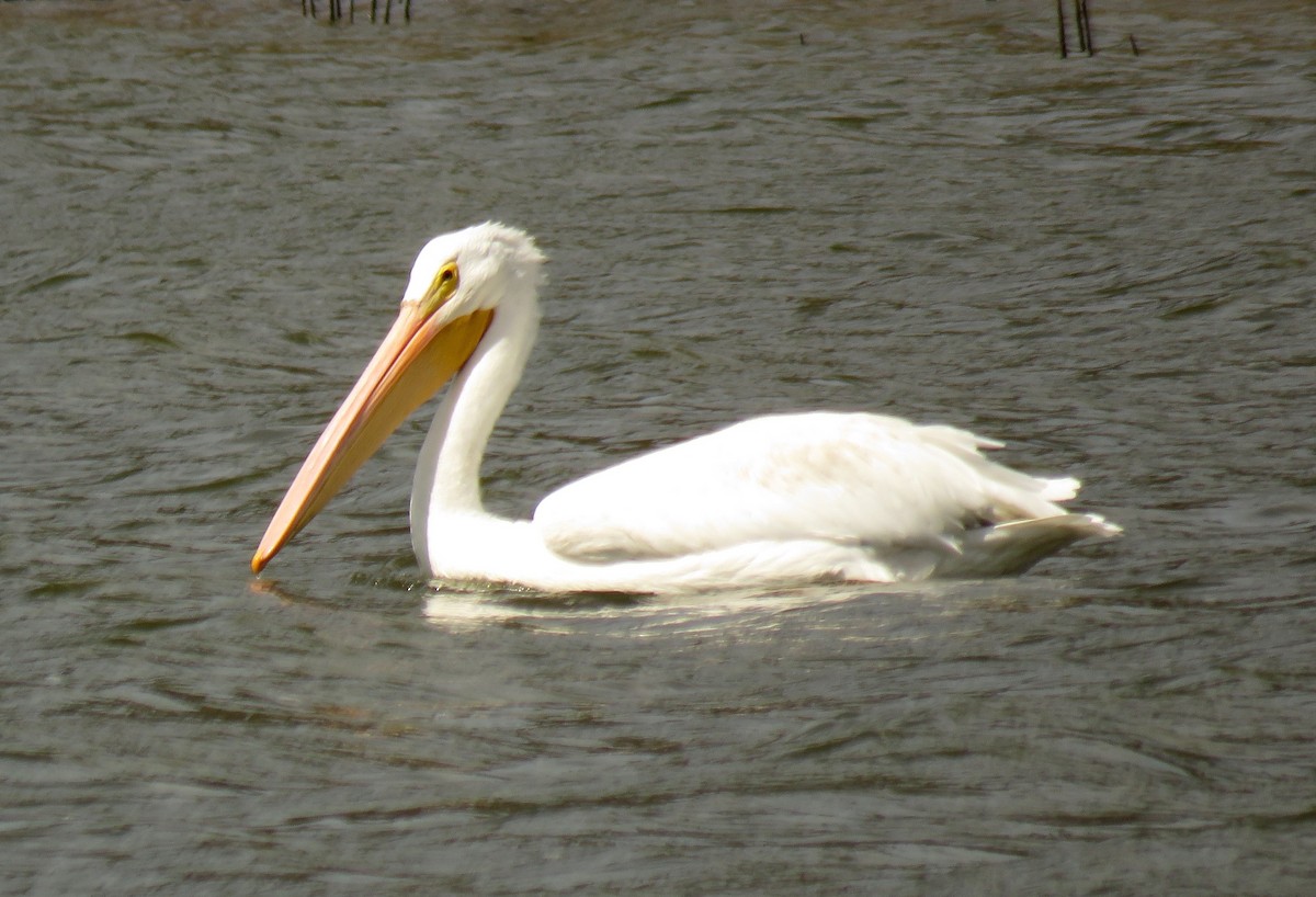 American White Pelican - ML116408041