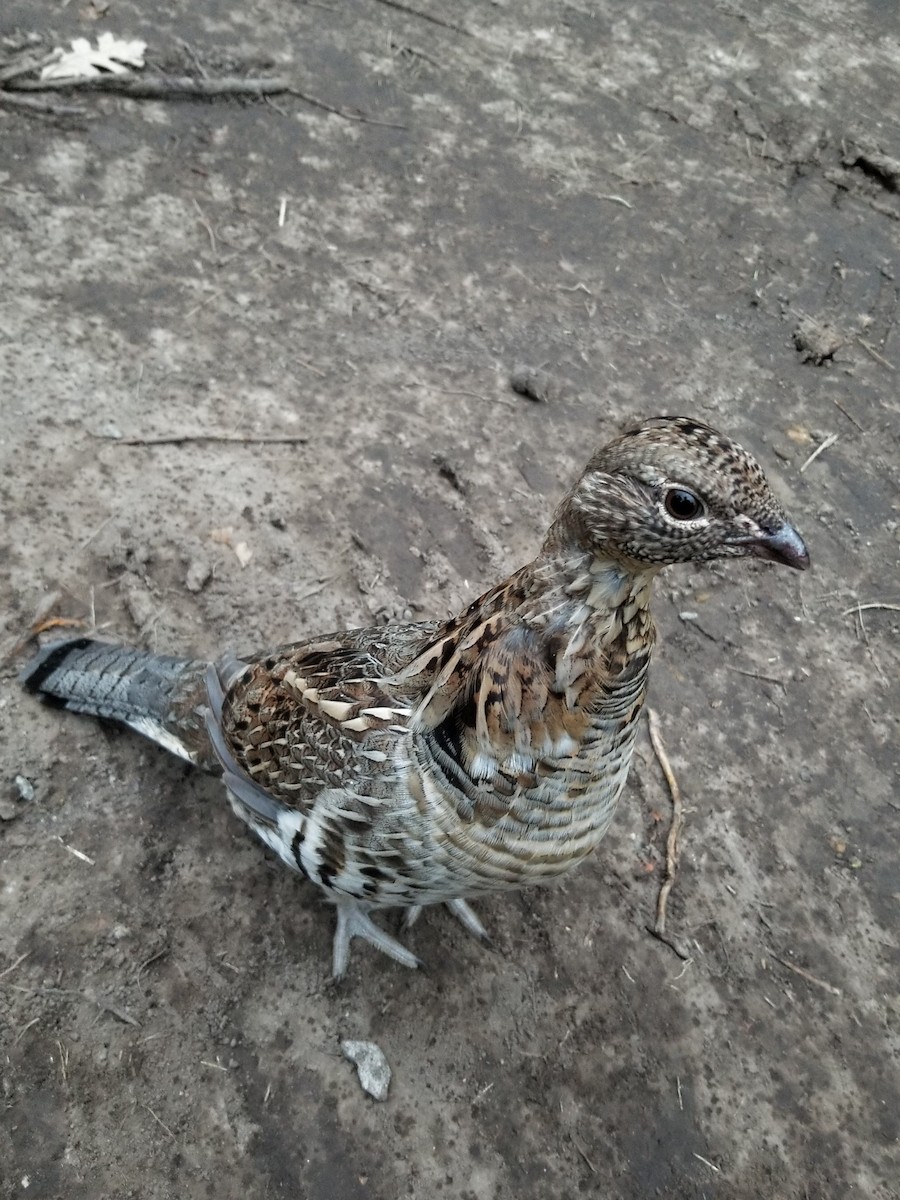 Ruffed Grouse - ML116409381