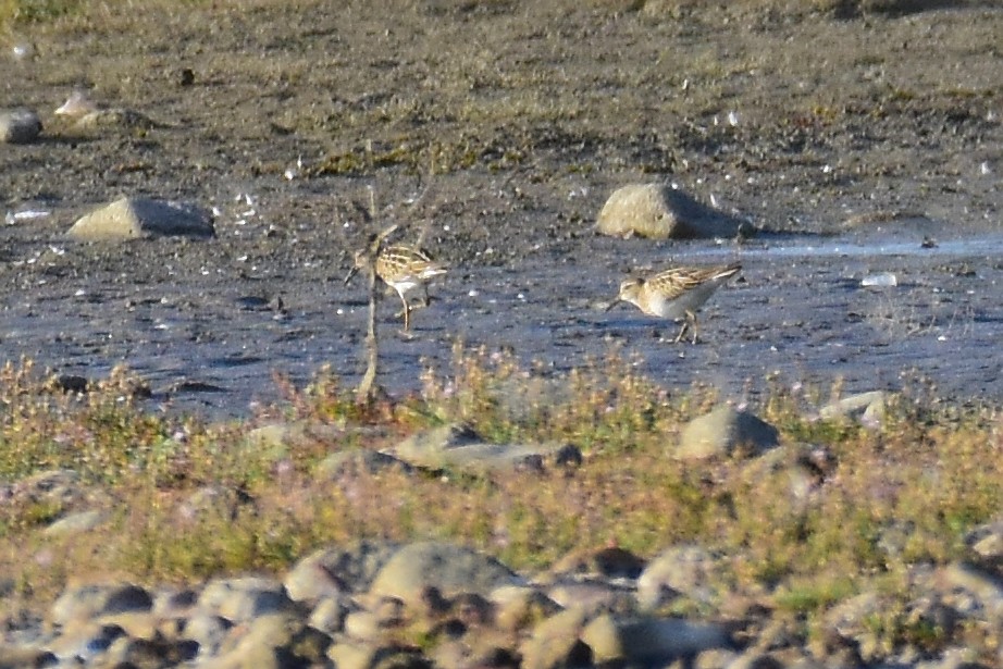 Pectoral Sandpiper - ML116411801