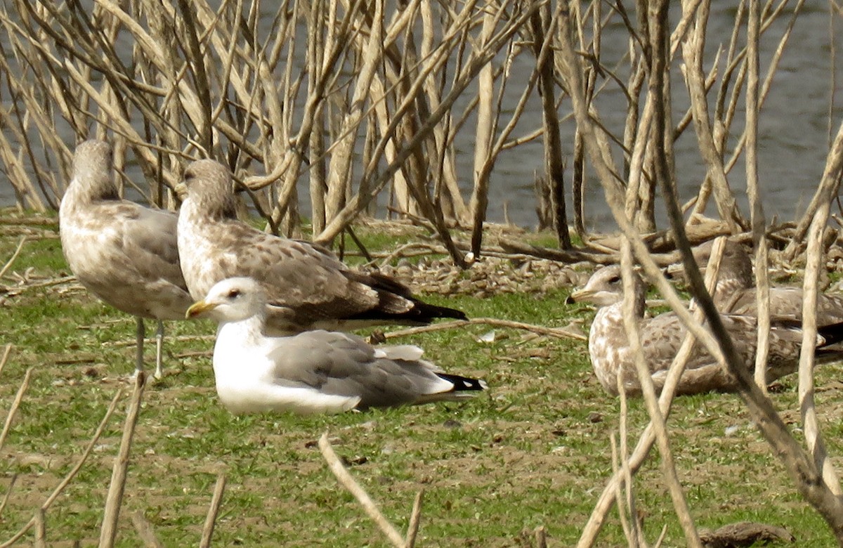 California Gull - ML116412551