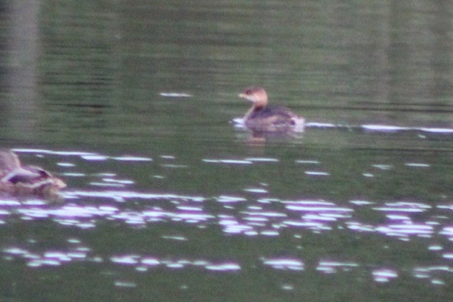 Pied-billed Grebe - ML116412861