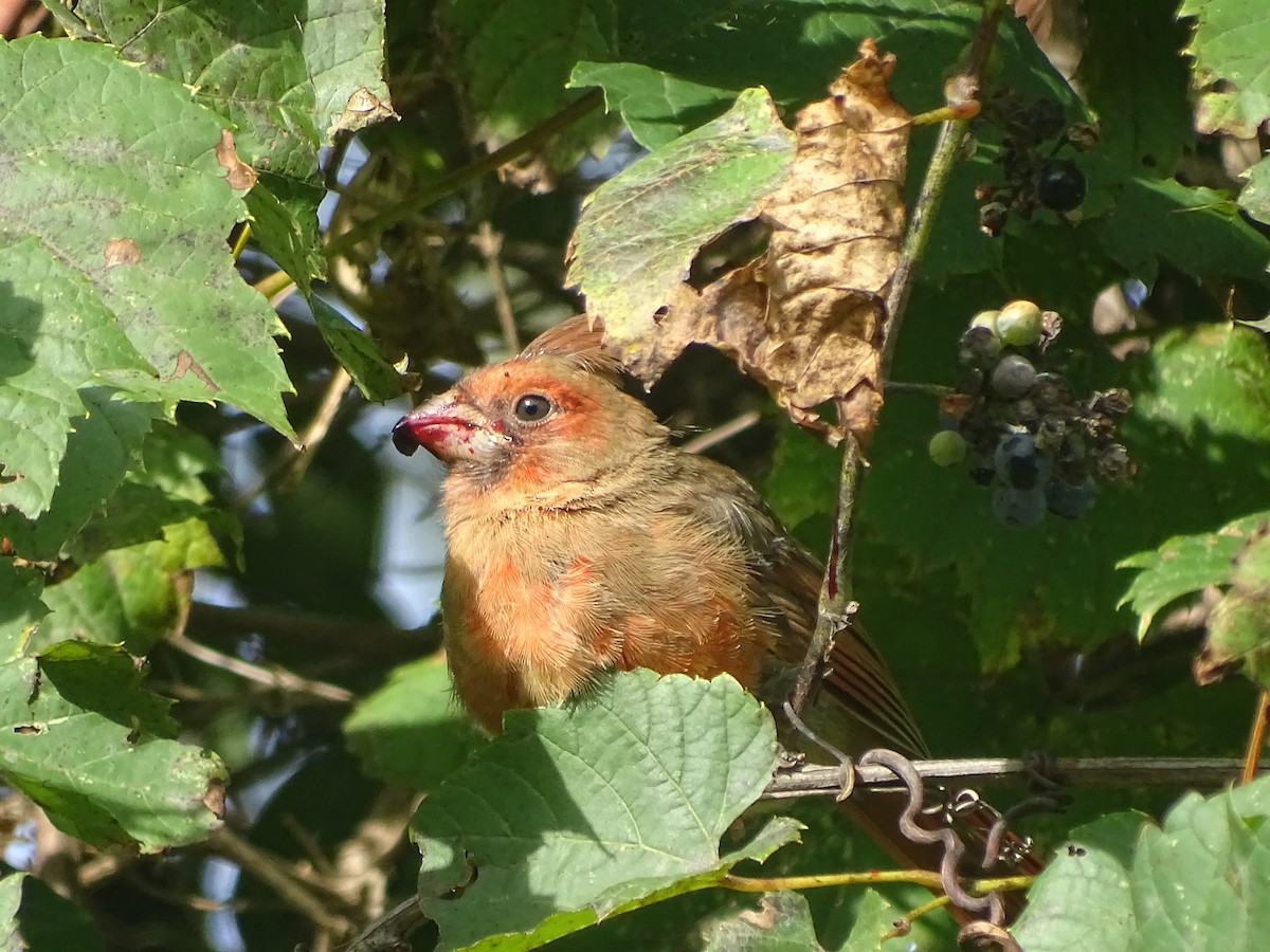 Northern Cardinal - ML116414121